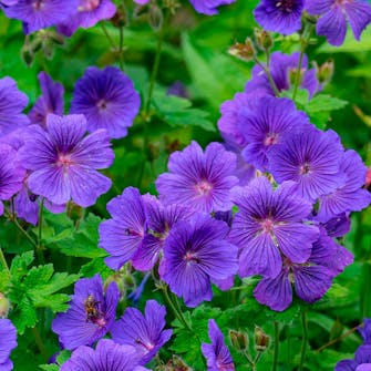 Høje stauder til sol Fuld sol stauder til sol